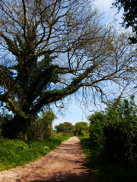 Country lane.