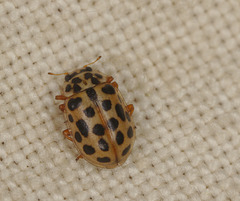 EF7A1922waterladybird
