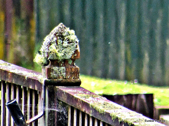 Lichen on Fence Post.