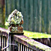 Lichen on Fence Post.