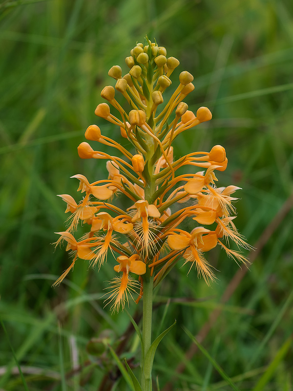 Platanthera ciliaris (Yellow Fringed orchid)