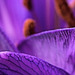 Purple Lily