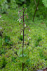 Neottia smallii (Appalachian Twayblade orchid)