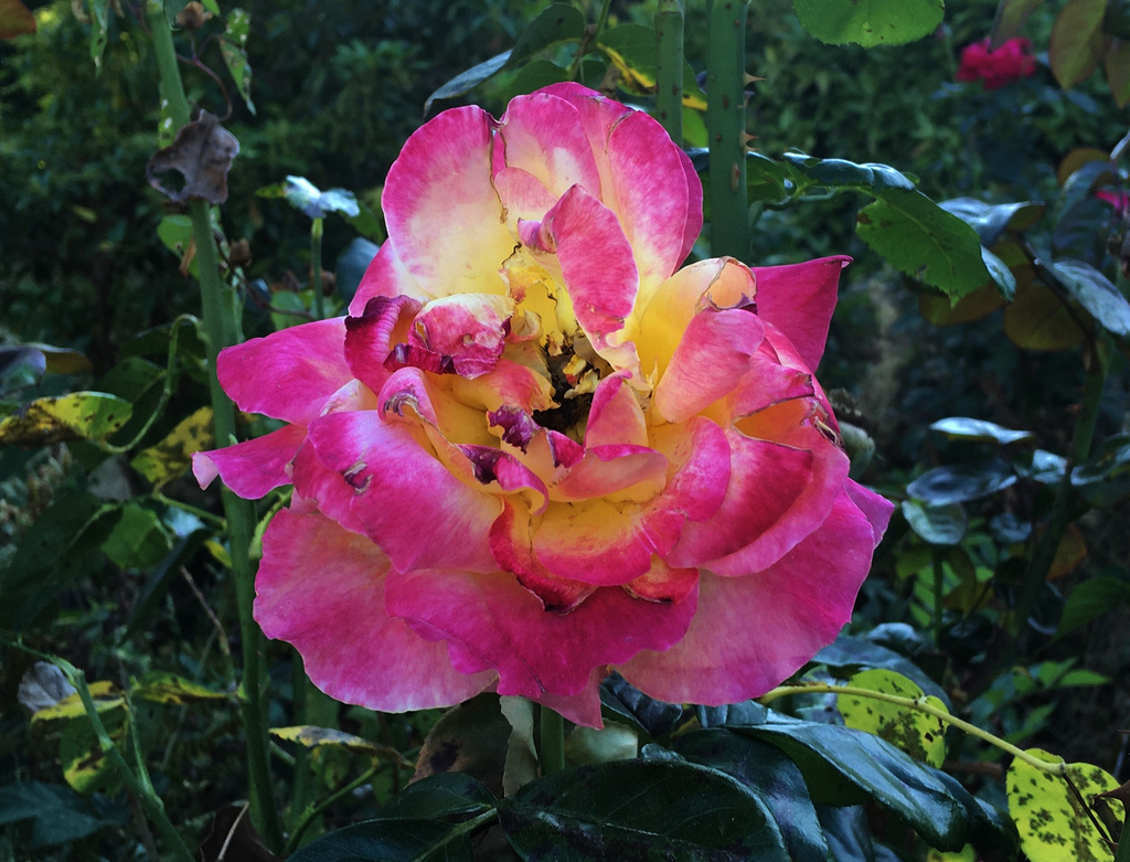 Dernière rose