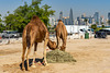 skyscraper-dromedary-fence