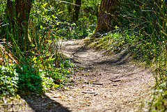 Mein Weg führt mich immer durch diesen kleinen Wald :))  My path always leads me through this little forest :))  Mon chemin me mène toujours à travers cette petite forêt :))