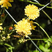 20230620 1049gCPw [D~LIP] Kleinköpfiger Pippau (Crepis capillaris), Insekt, Bad Salzuflen