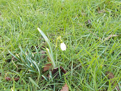 SoS[25] - first really open snowdrop