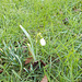 SoS[25] - first really open snowdrop