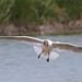 EF7A3963 Black Headed Gull