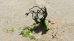 David contre Goliath...