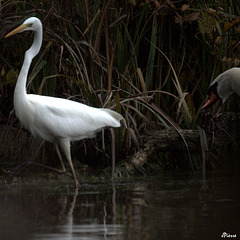 Aigrette et cygne ne font pas bon ménage Aigrette et cygne ne font pas bon ménage