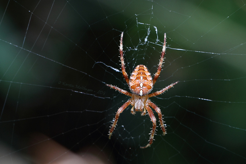 Kreuzspinne (Zoo Heidelberg)