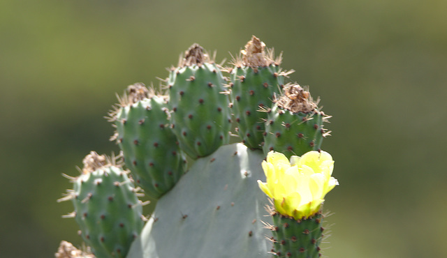 IMG 7668Cactusflower