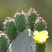 IMG 7668Cactusflower