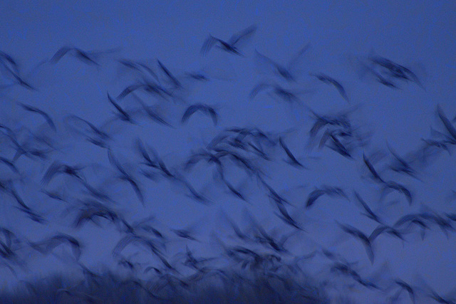 flight of sandhill cranes