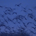 flight of sandhill cranes