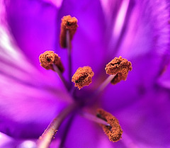 Bundles of pollen!