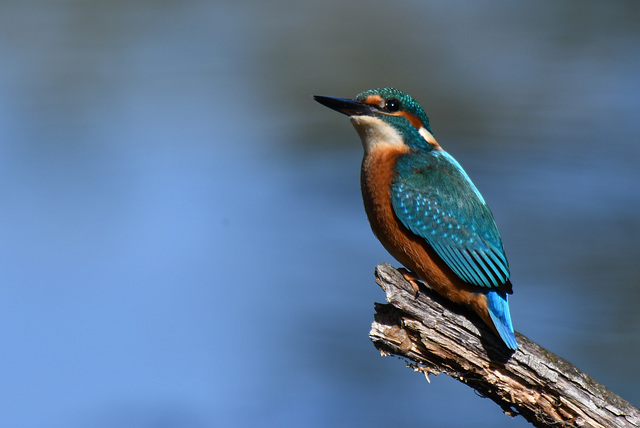 Martin Pêcheur - Kingfisher