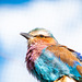 Lilac breasted roller bird