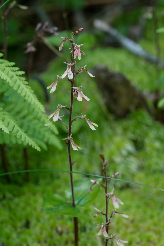 Neottia smallii (Appalachian Twayblade orchid)