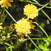 20230620 1049hCPw [D~LIP] Kleinköpfiger Pippau (Crepis capillaris), Insekt, Bad Salzuflen