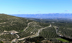 Olive trees