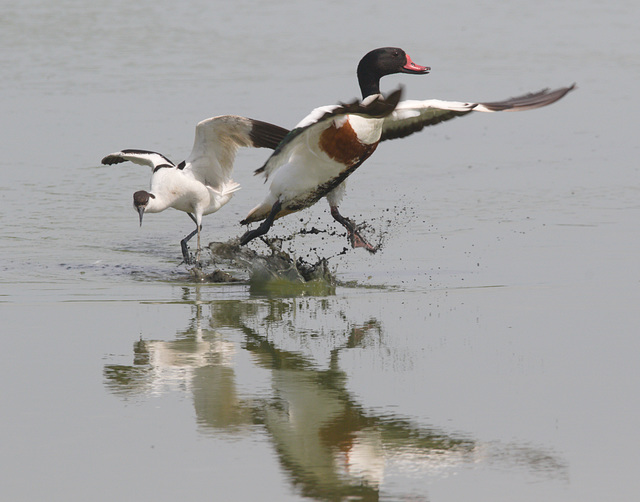EF7A3974 Shellduck Avocet