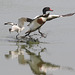 EF7A3974 Shellduck Avocet