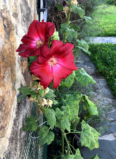 Rose trémière