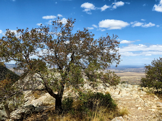 Carr Canyon Road Overlook