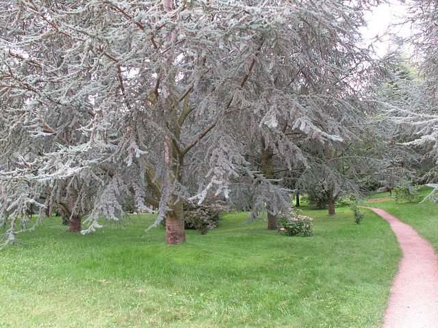 Jardins Albert Khan - La forêt bleue