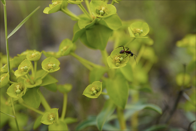 Euphorbia characias e formiga