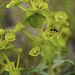 Euphorbia characias e formiga