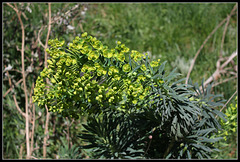 Euphorbia wulfenii (1)