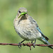 Female Mountain Bluebird showing off her catch