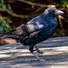 Jackdaw