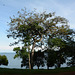 Uganda, The Tree on the Shore of Lake Victoria at Entebbe Botanical Garden