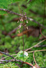 Neottia smallii (Appalachian Twayblade orchid)