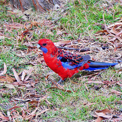 P1260769- Perruche de Pennant à Halls Gap - Les Grampians.  01 mars 2020