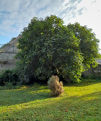 Le figuier du parc***************