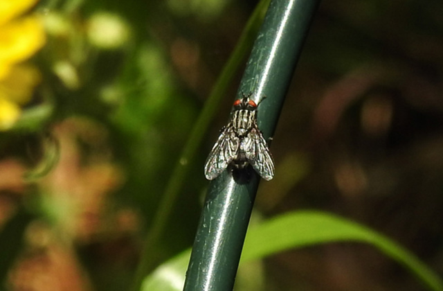 20230620 1050CPw [D~LIP] Graue  Fleischfliege (Sarcophaga carnaria), Bad Salzuflen