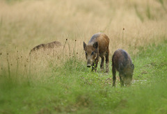 La petite prairie (77)