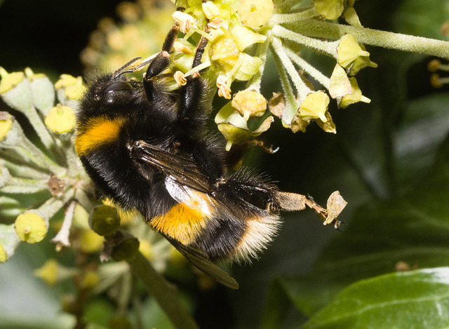 IMG 8417 Bumblebee-2