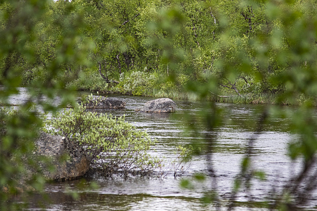 Am Fluss Piäldoojuuhâ (Peltojoki ) in Lappland