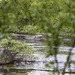 Am Fluss Piäldoojuuhâ (Peltojoki ) in Lappland