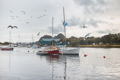 Gulls