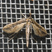 IMG 2898 Moth