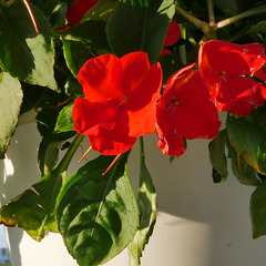 Impatiens (H.A.N.W.E.)