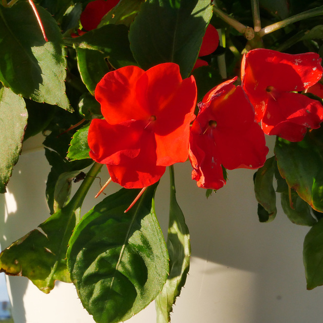 Impatiens (H.A.N.W.E.)
